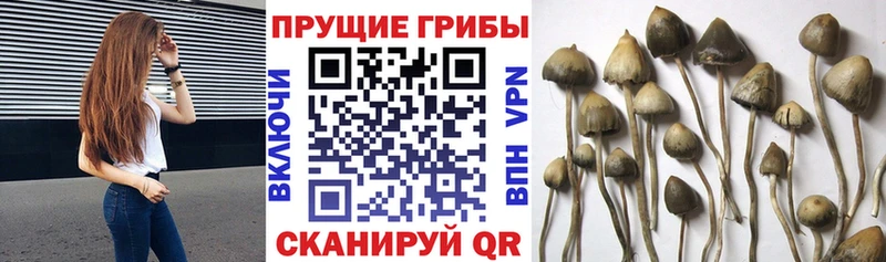 Галлюциногенные грибы Psilocybe  hydra зеркало  Калининград  купить наркотик 